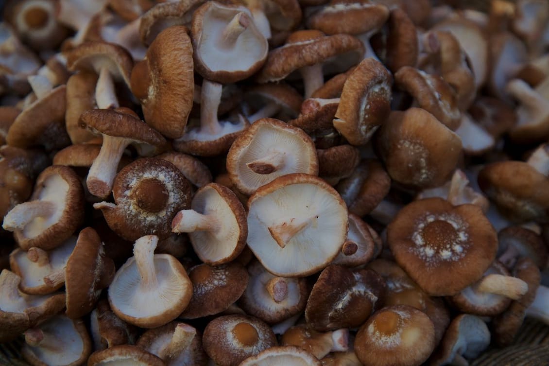 Mushrooms that make your brain work better