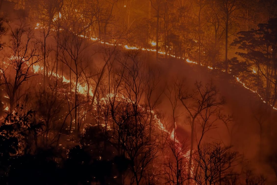 Wildfires in 2024: A devastating impact on farmers and food production