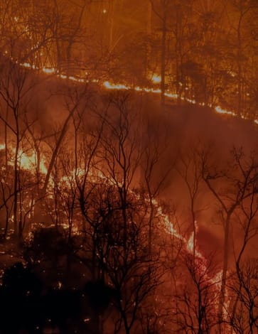 Wildfires in 2024: A devastating impact on farmers and food production